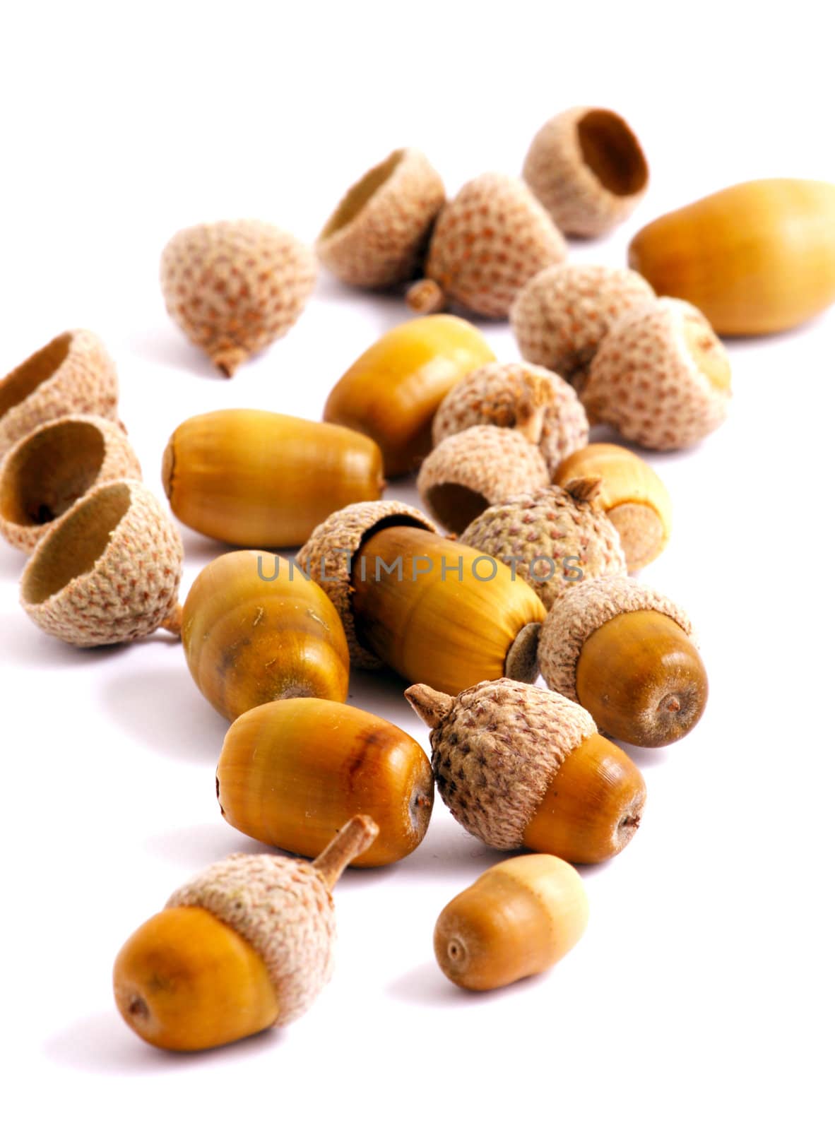 Acorn on a white background
