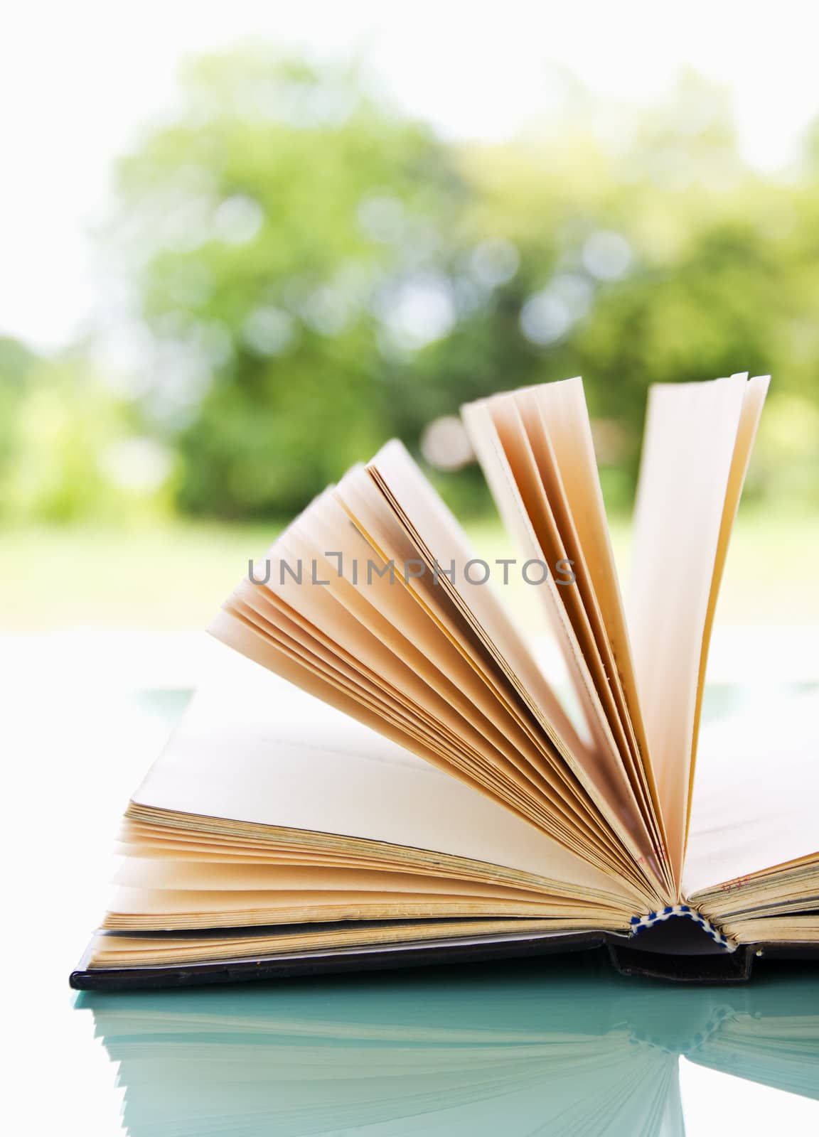 Open book over a light nature background