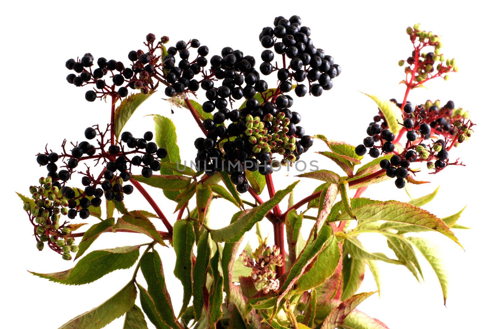 Black elderberries on white background