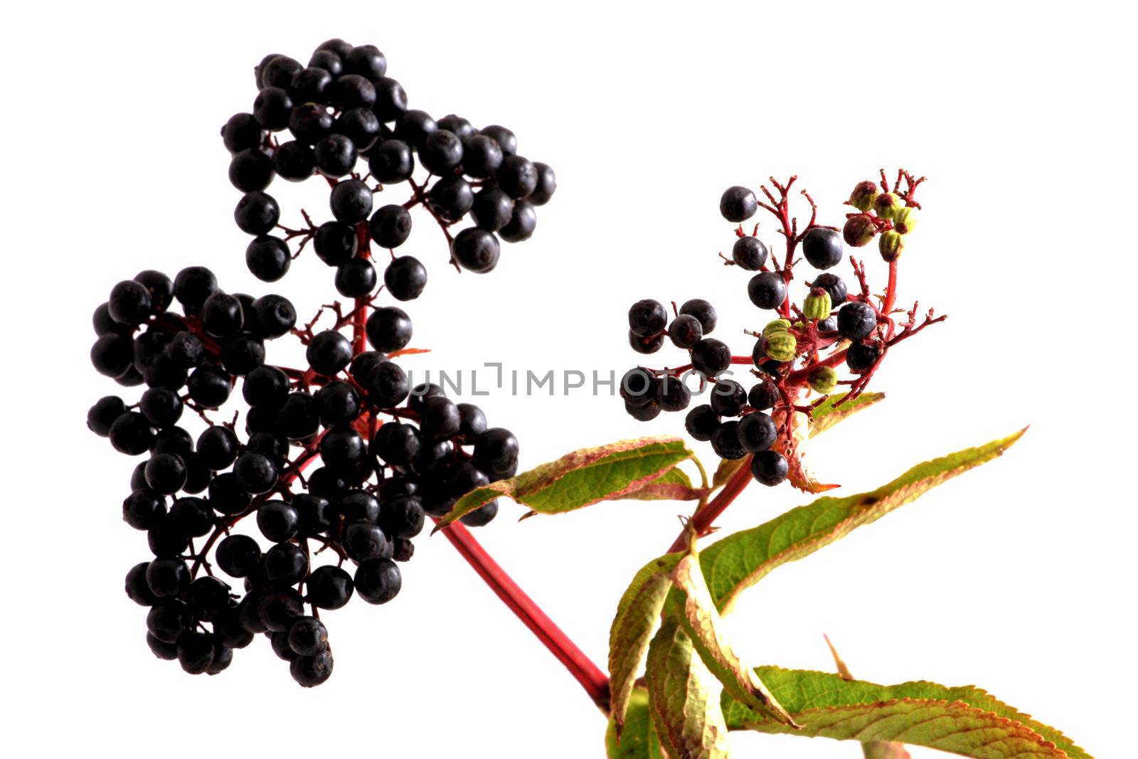 Black elderberries on white background