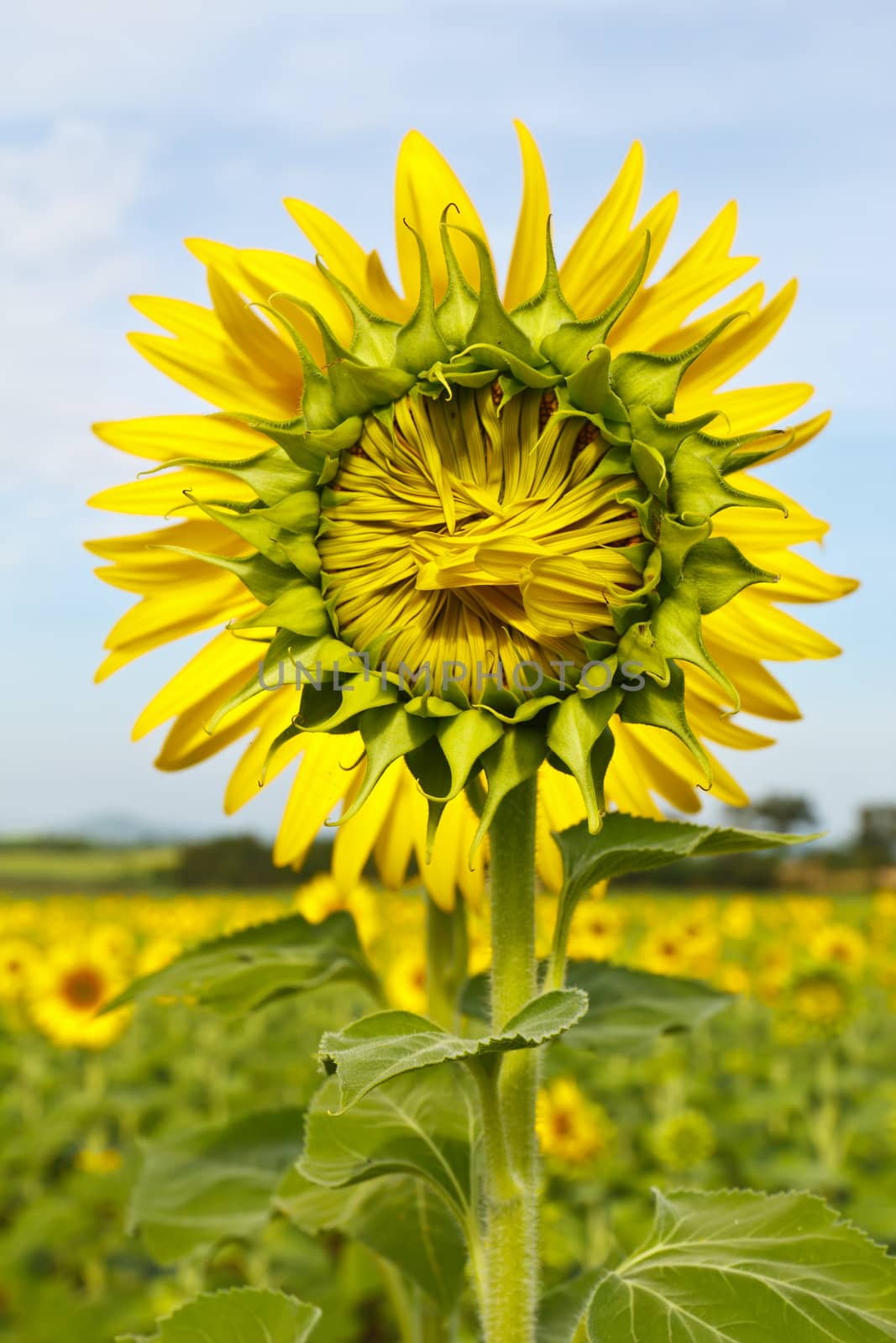 Sunflower field