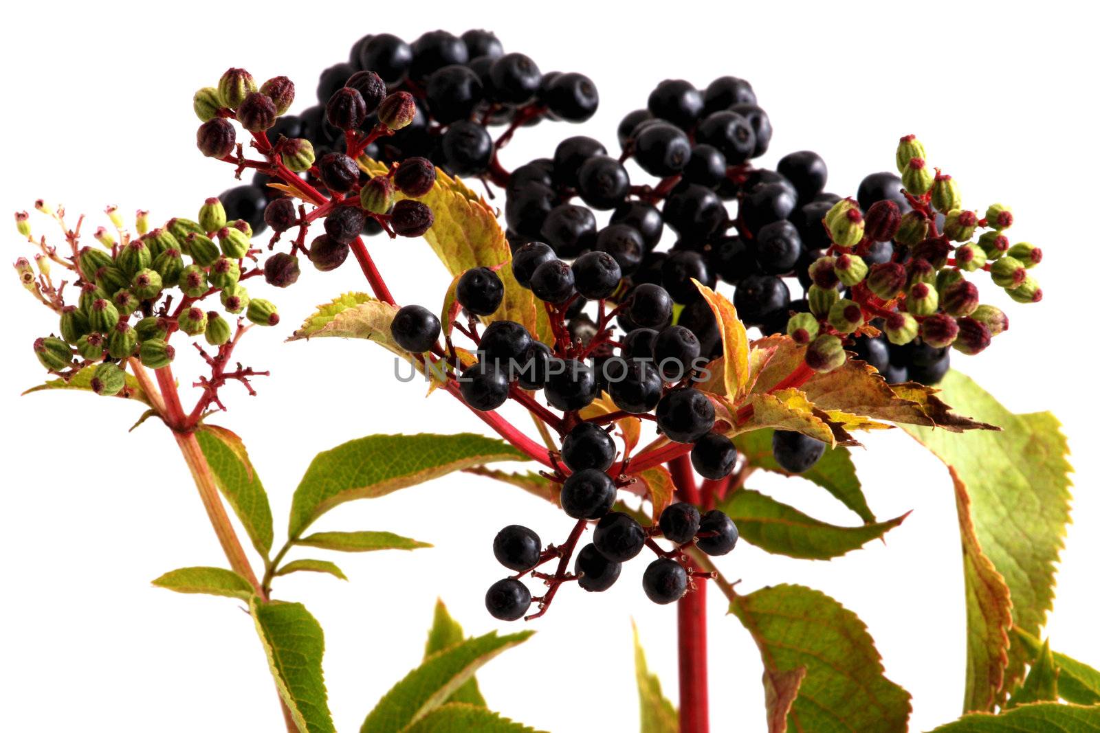 Black elderberries on white background