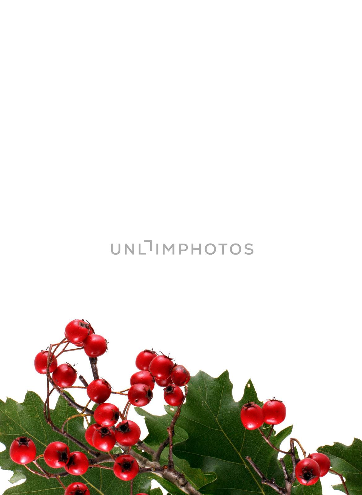 Oak branch with red berries, isolated on white