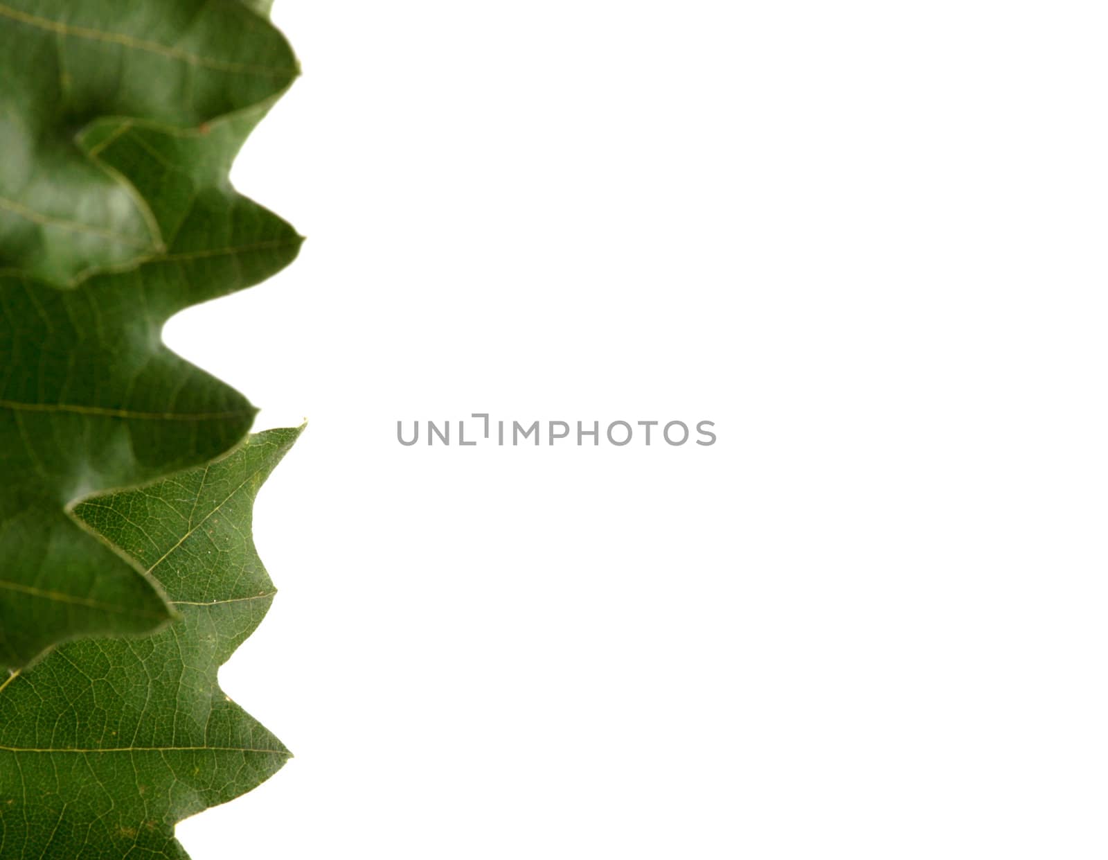 green leaves on white background