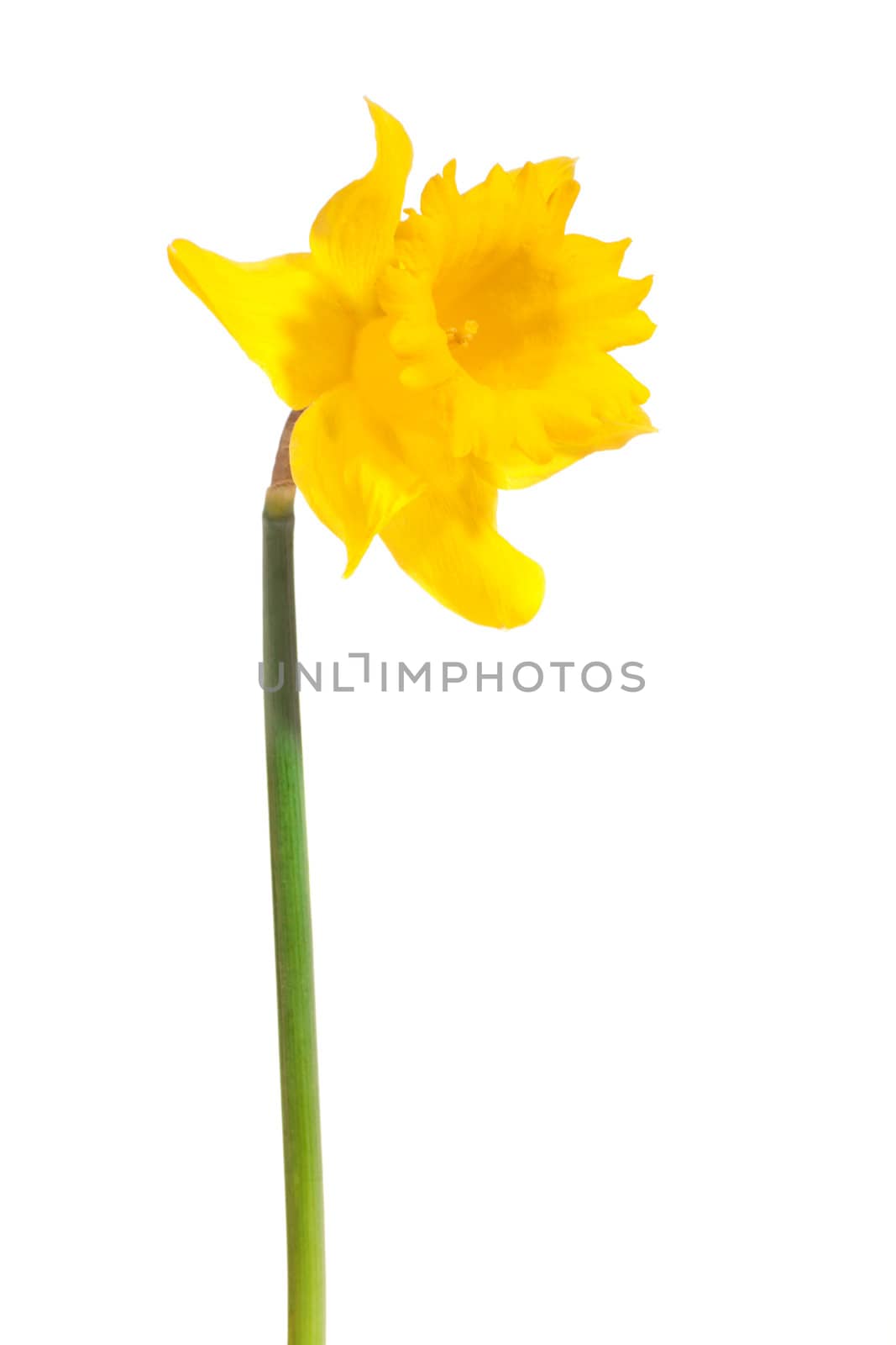 yellow daffodil, photo on the white background 