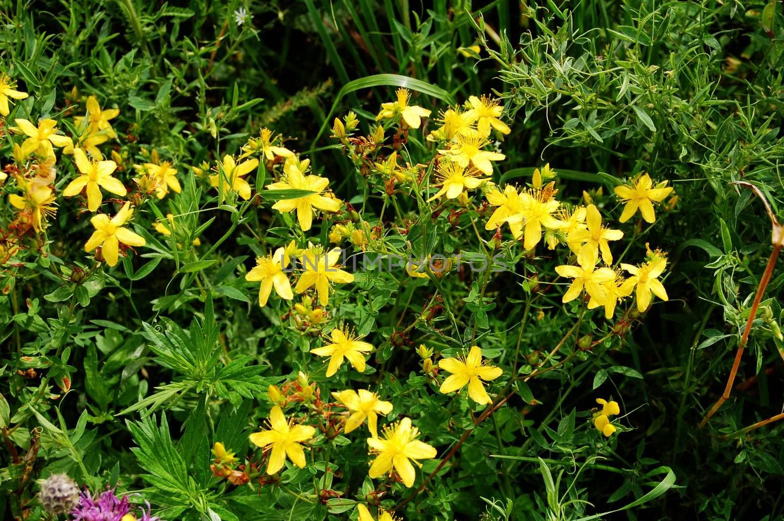 healing plant on a background of green grass