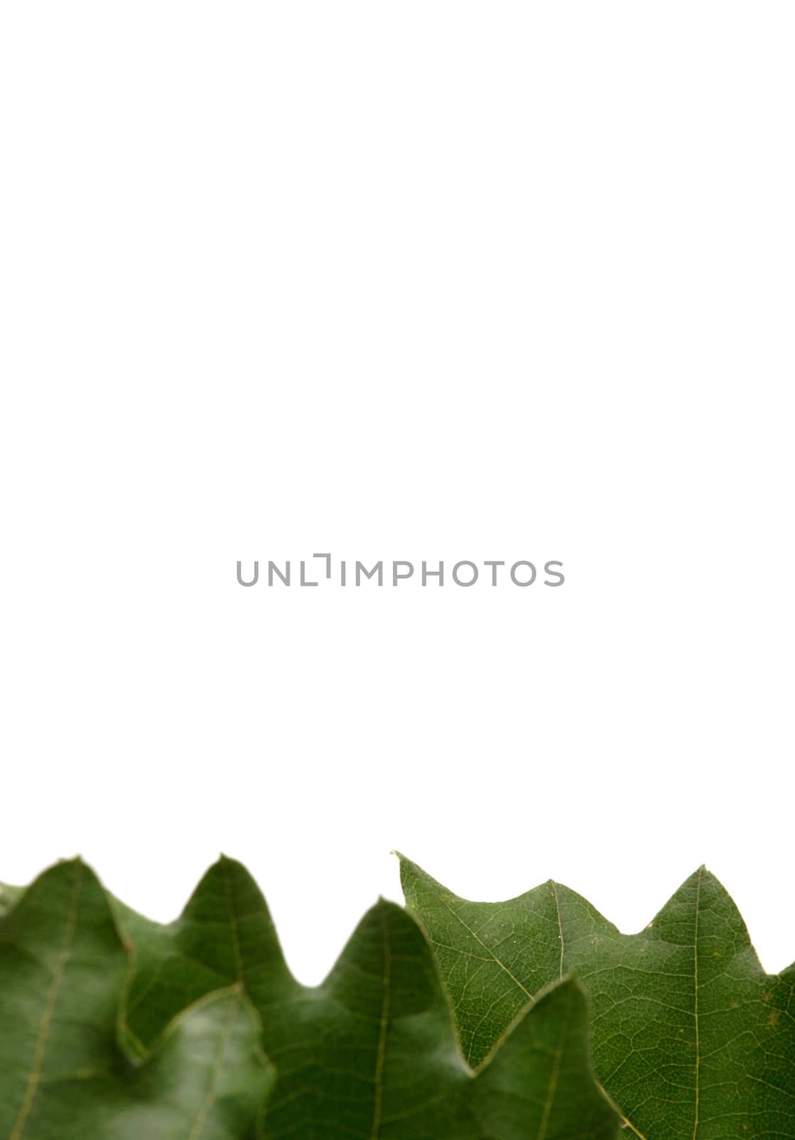 green leaves on white background