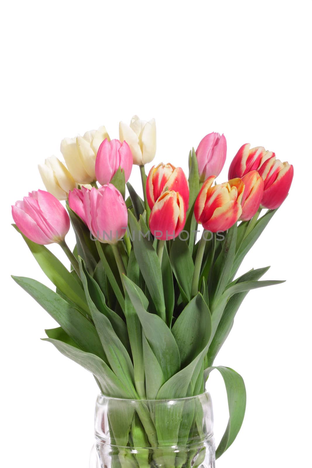 bouquet of fresh tulips on the white background