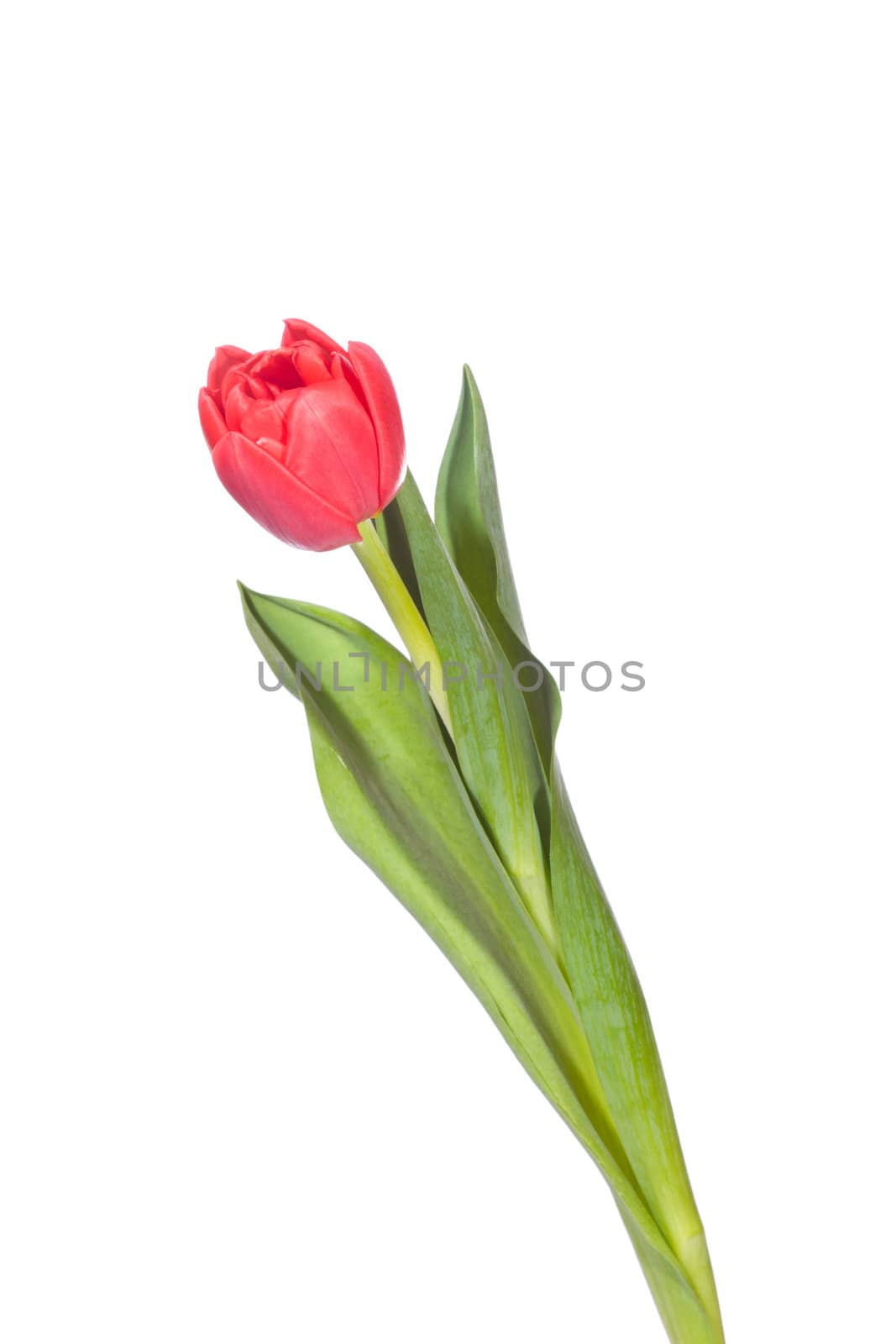 Red tulip, photo on the white background