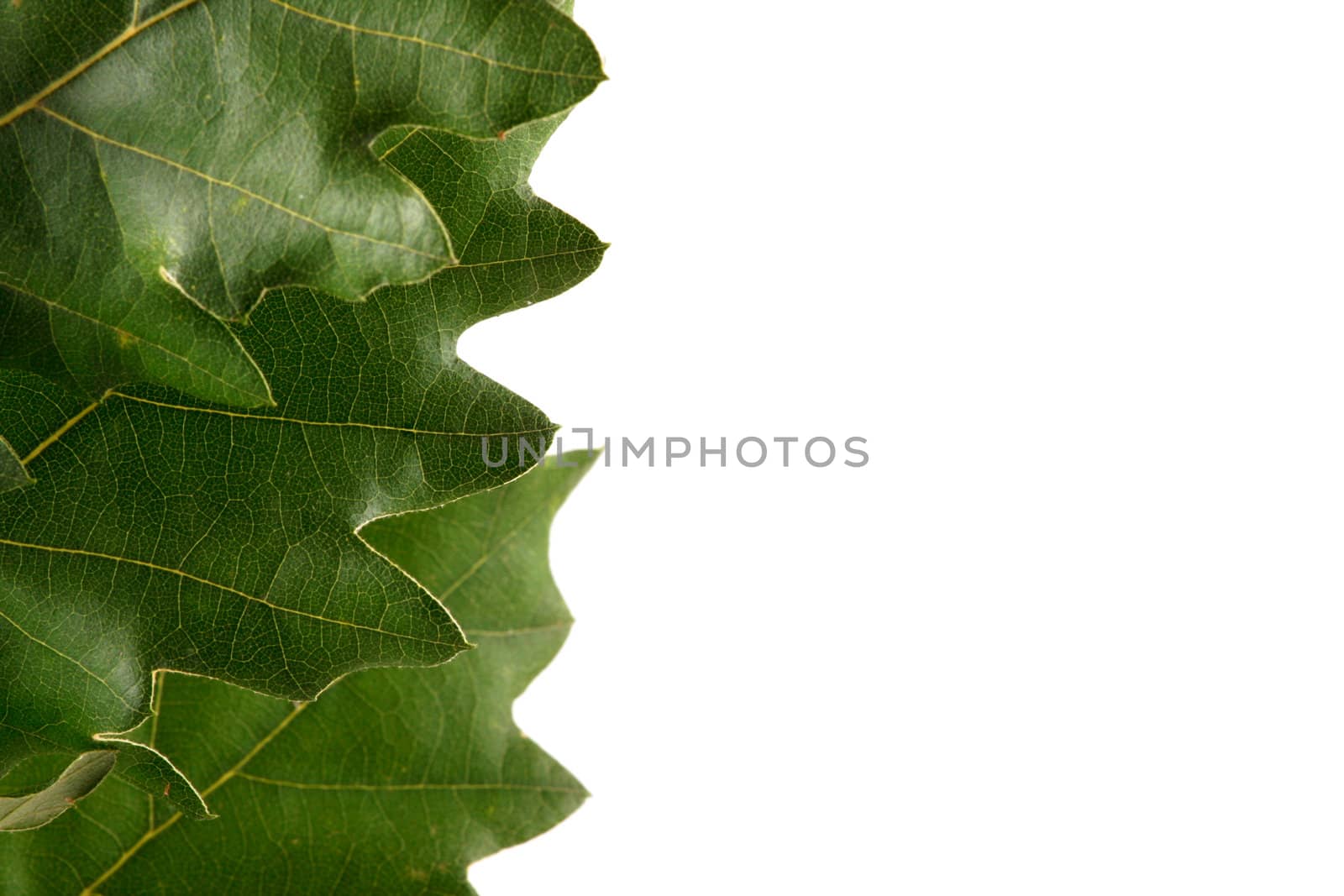 green leaves on white background