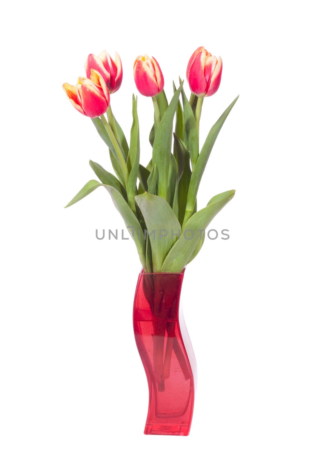 bouquet of fresh tulips on the white background