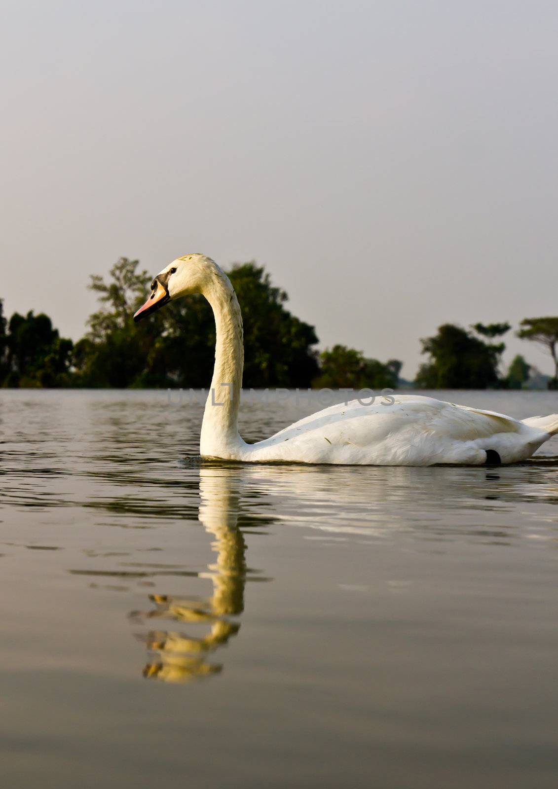 White swan in a lake at evening.