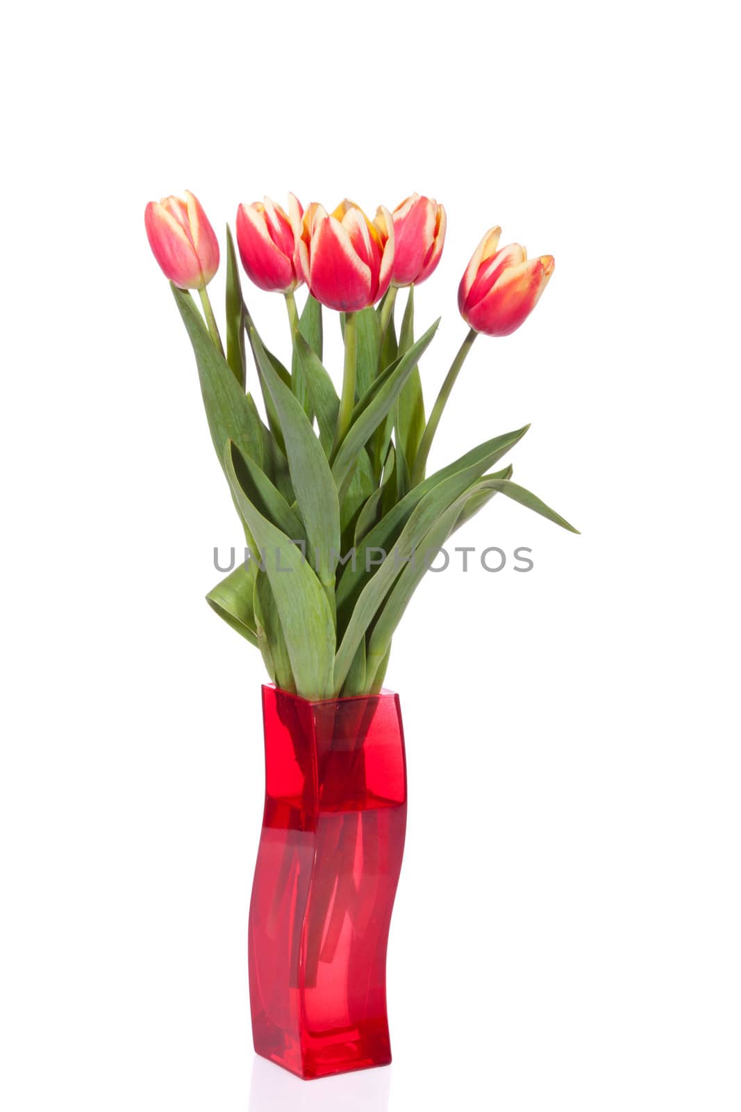 bouquet of fresh tulips on the white background