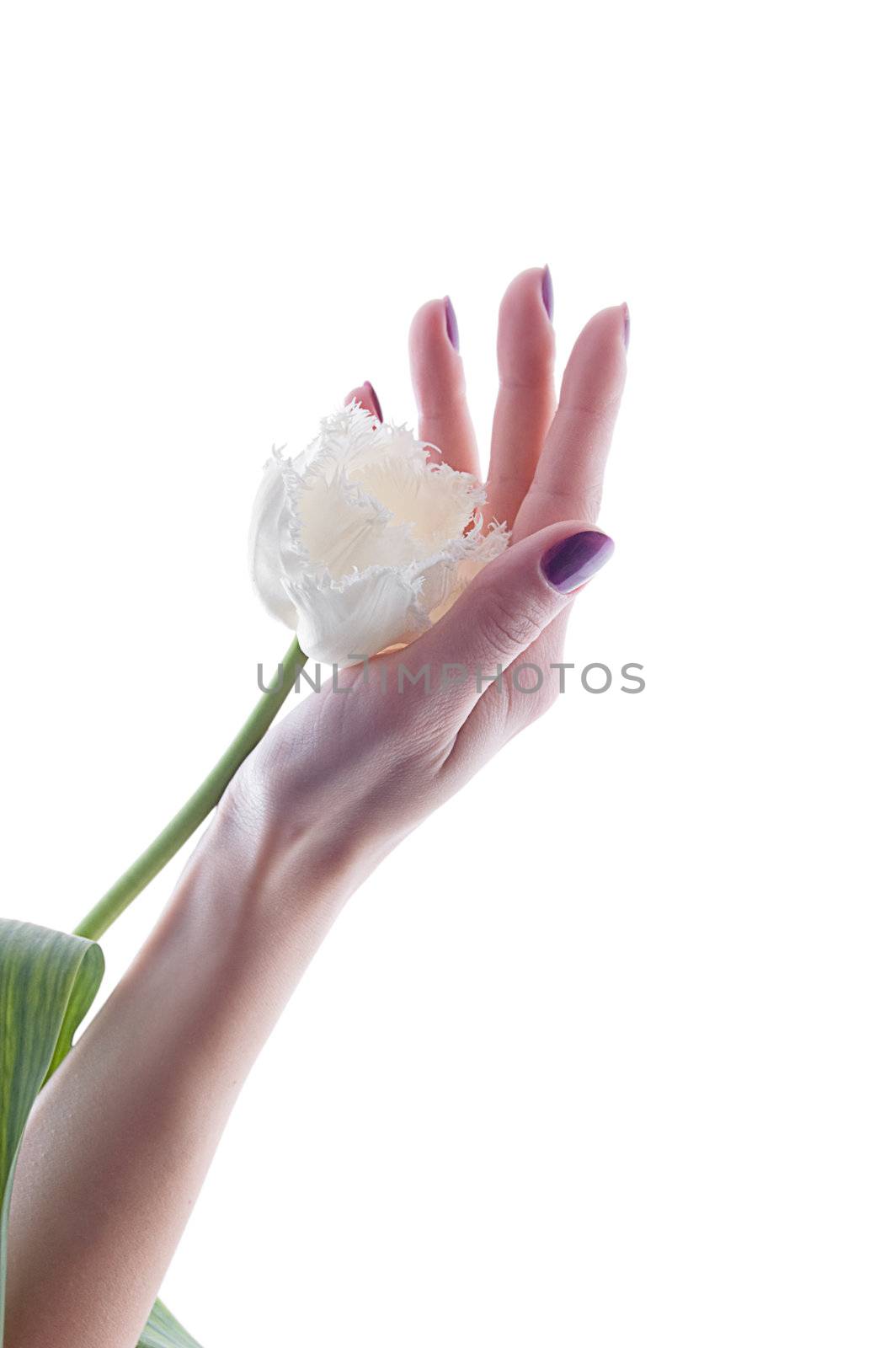 White tulip in hand by Angel_a