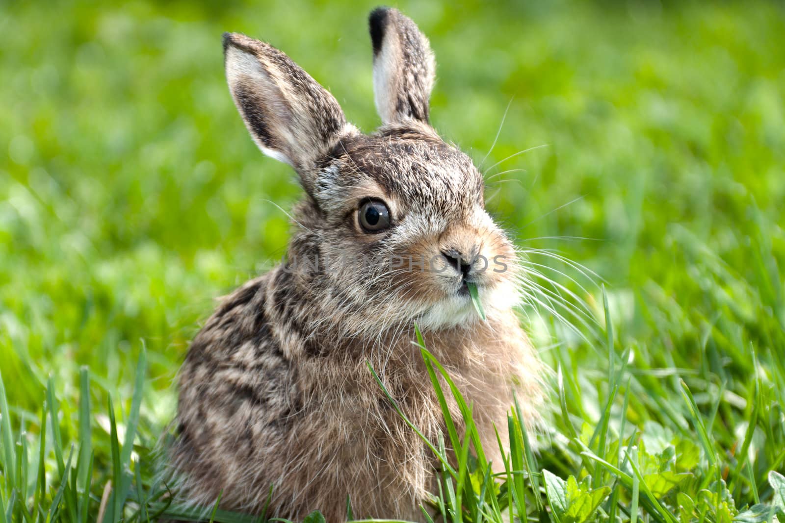Llittle hare sitting in the green grass 