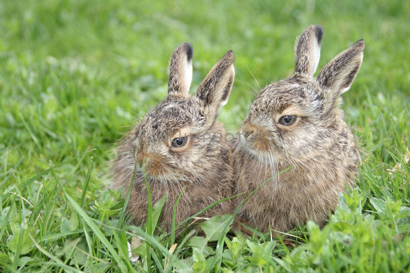 two little hares on the green grass