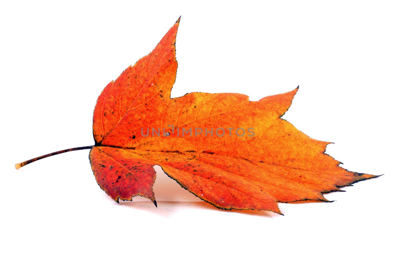 Various autumn leaves