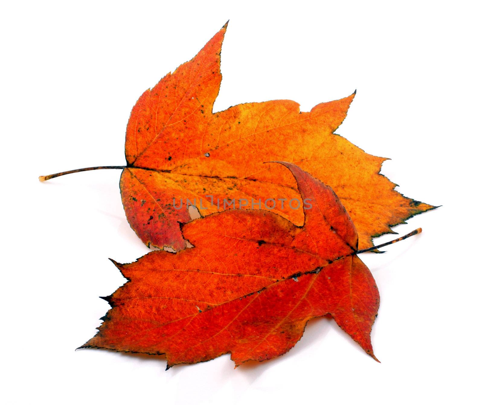 Various autumn leaves