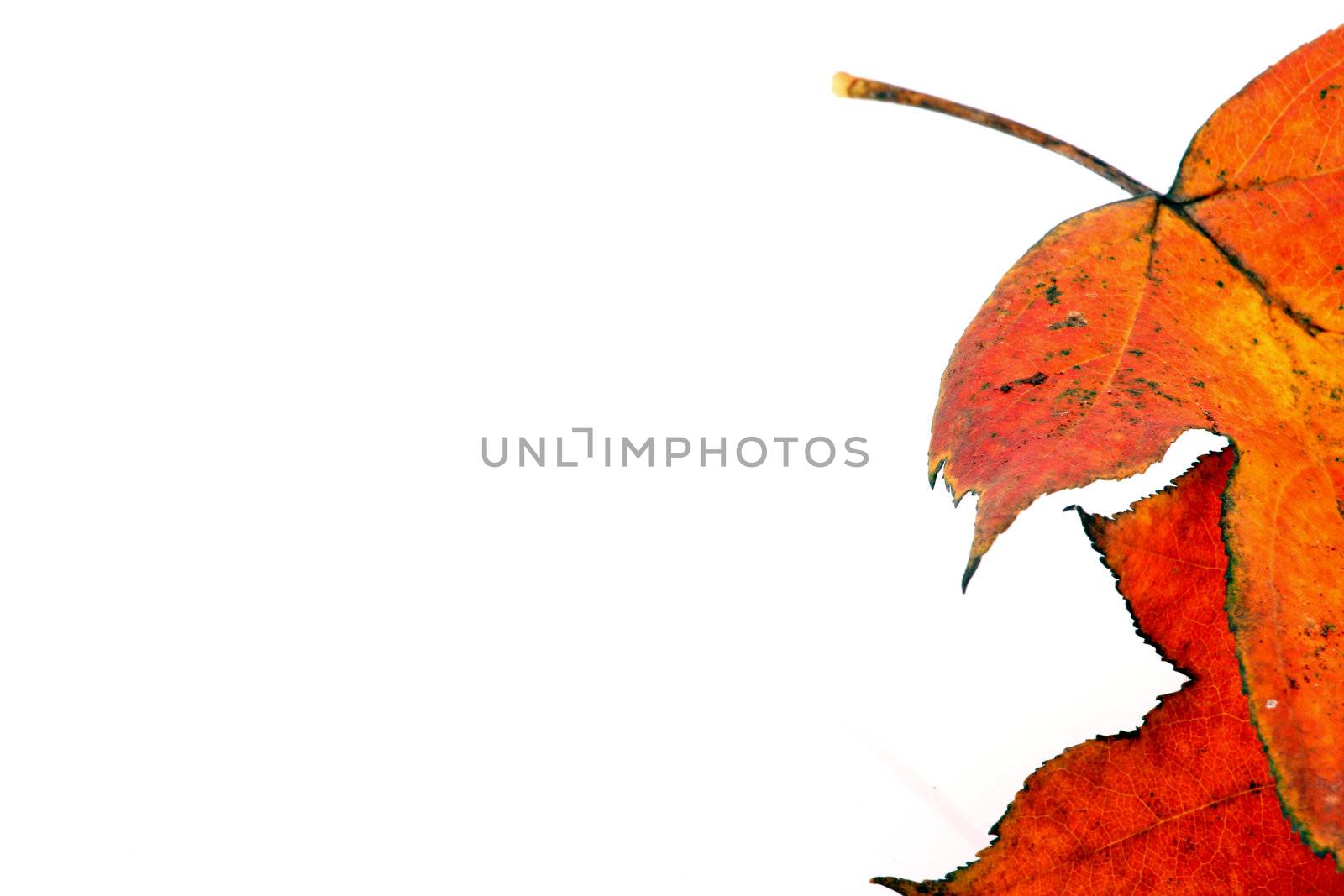Various autumn leaves