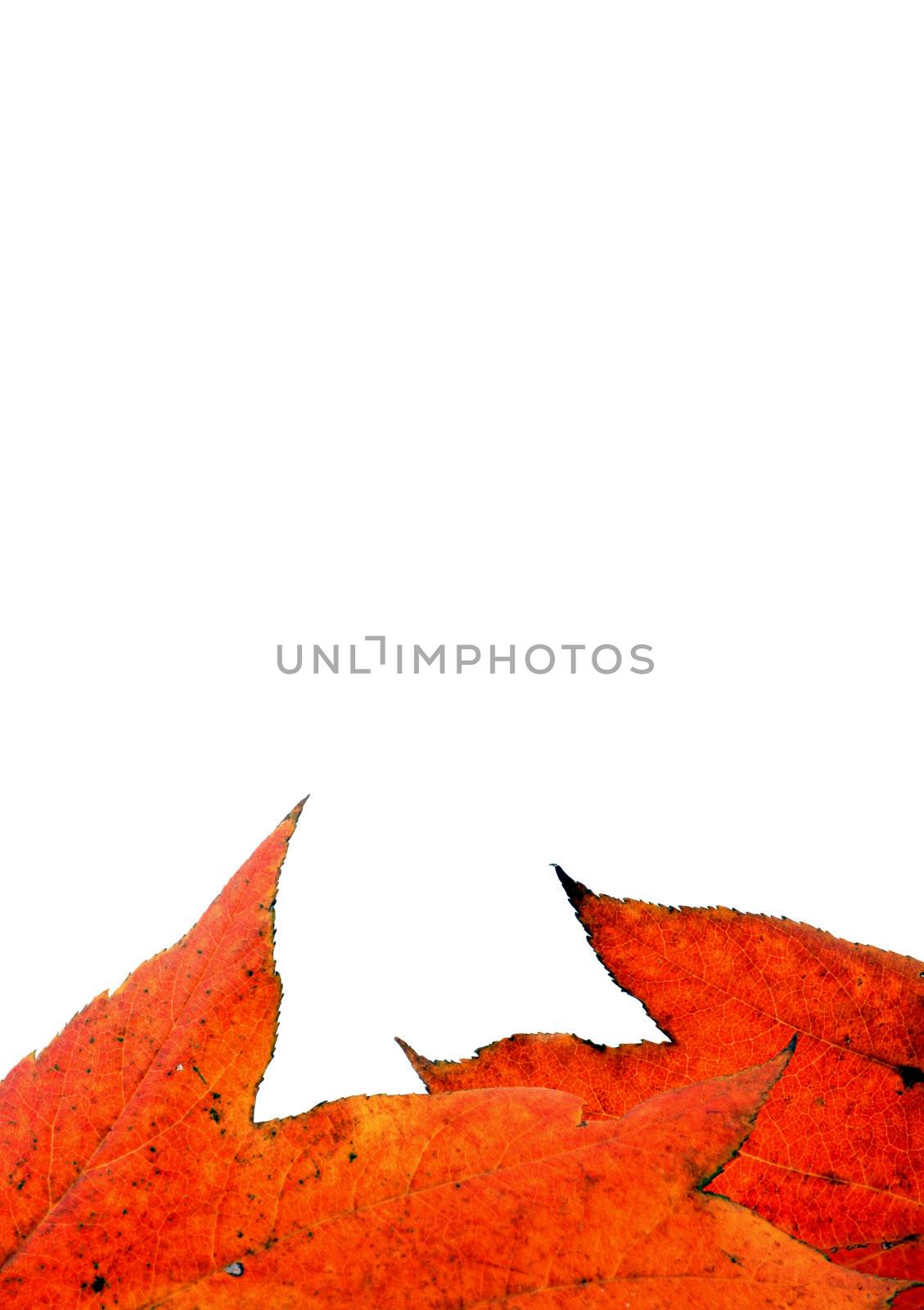 Various autumn leaves