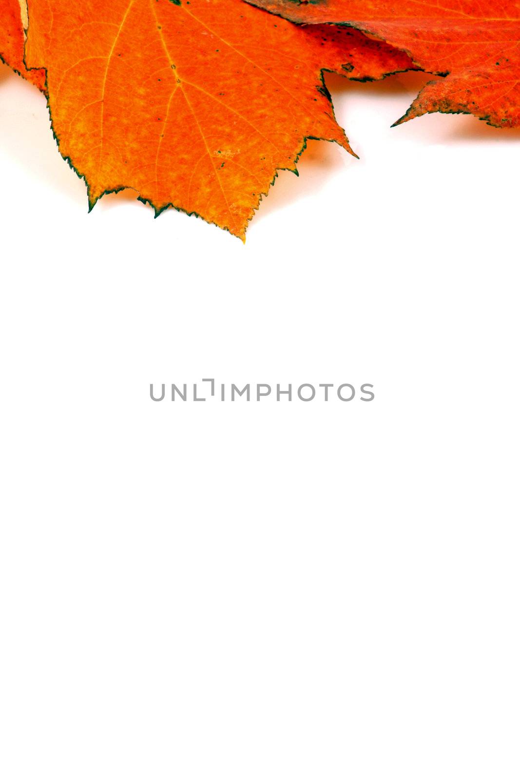 Various autumn leaves
