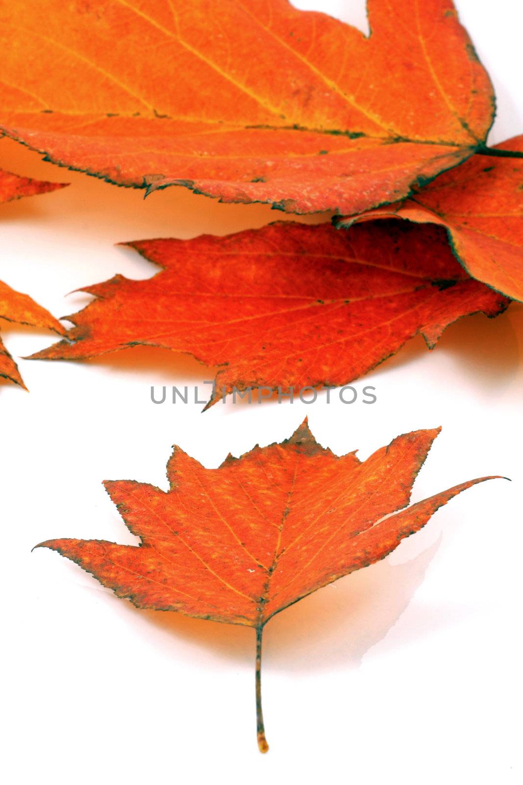 Various autumn leaves