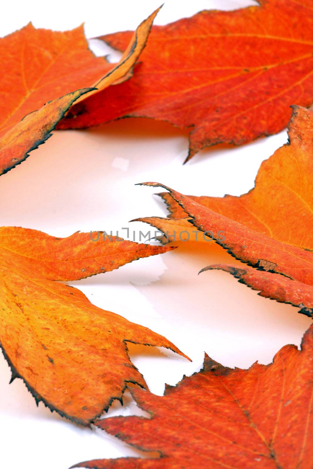 Various autumn leaves