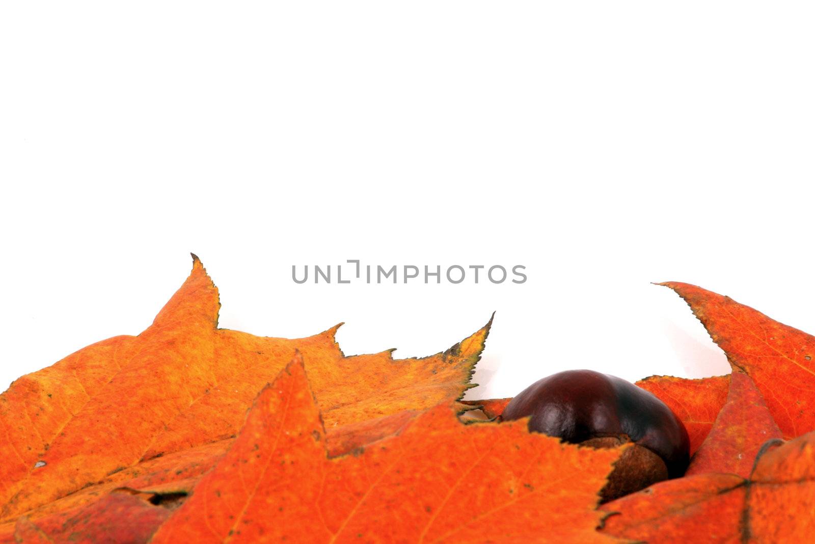 Various autumn leaves