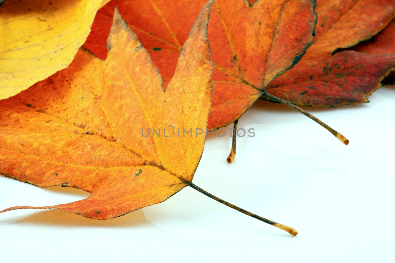Various autumn leaves
