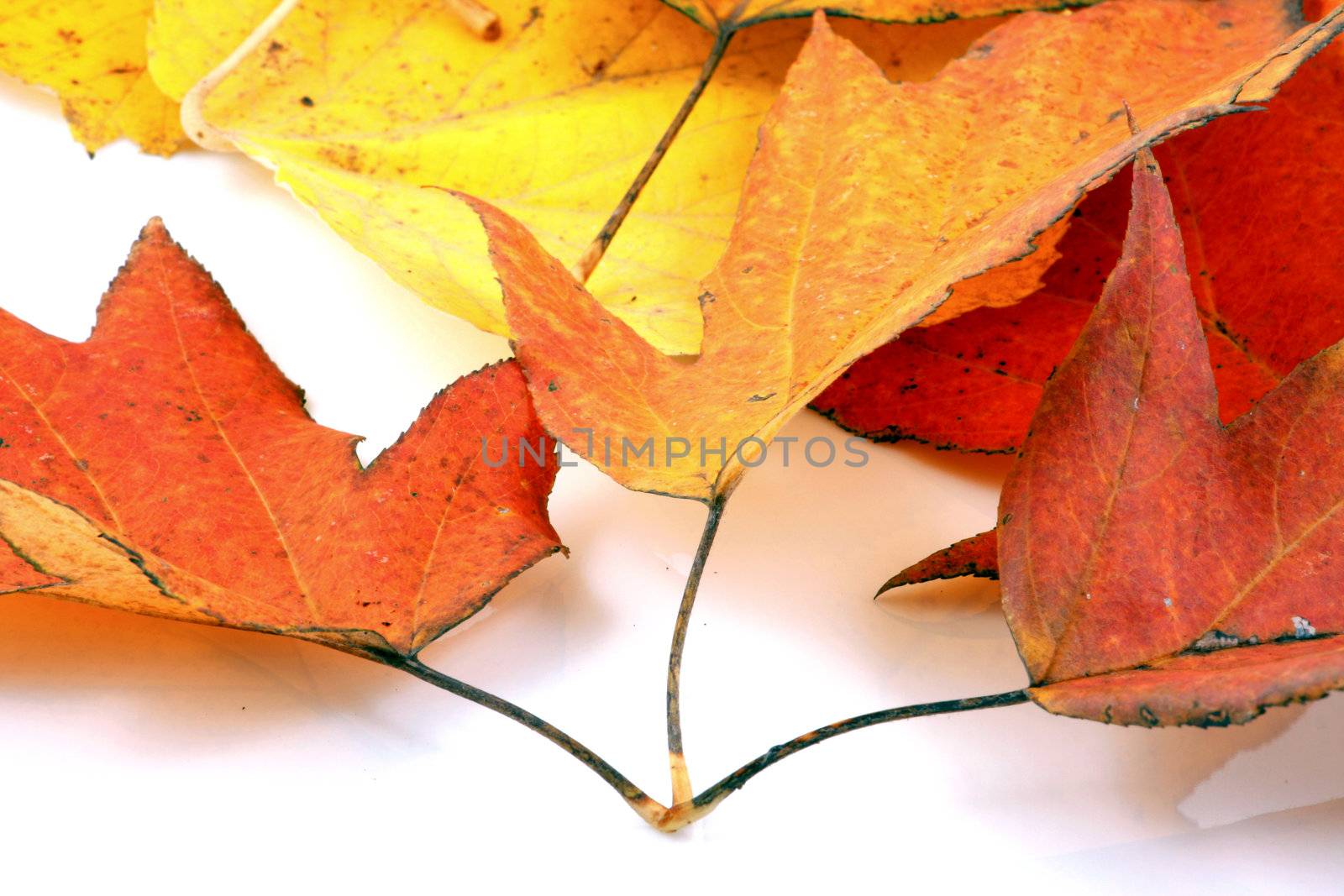 Various autumn leaves