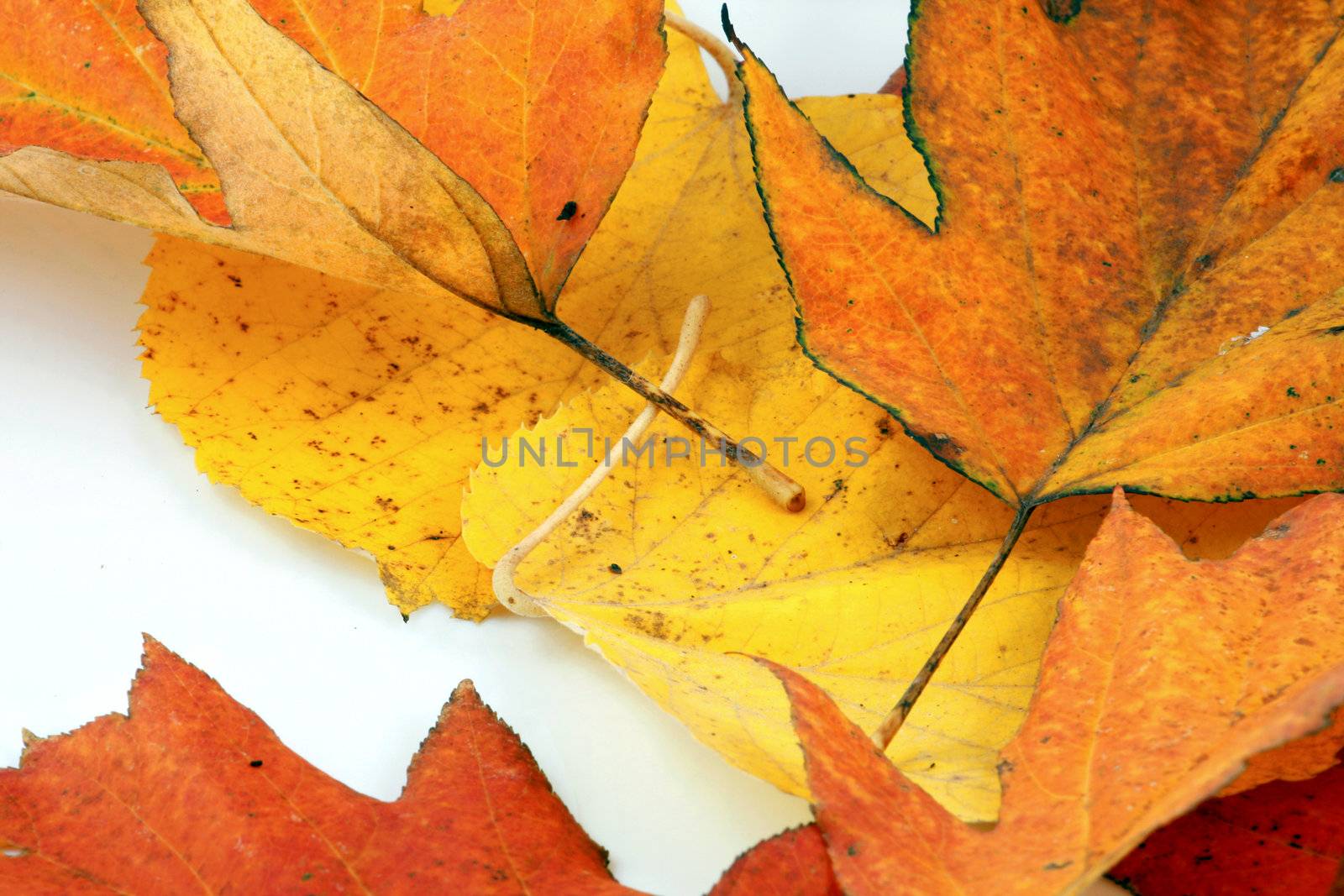Various autumn leaves