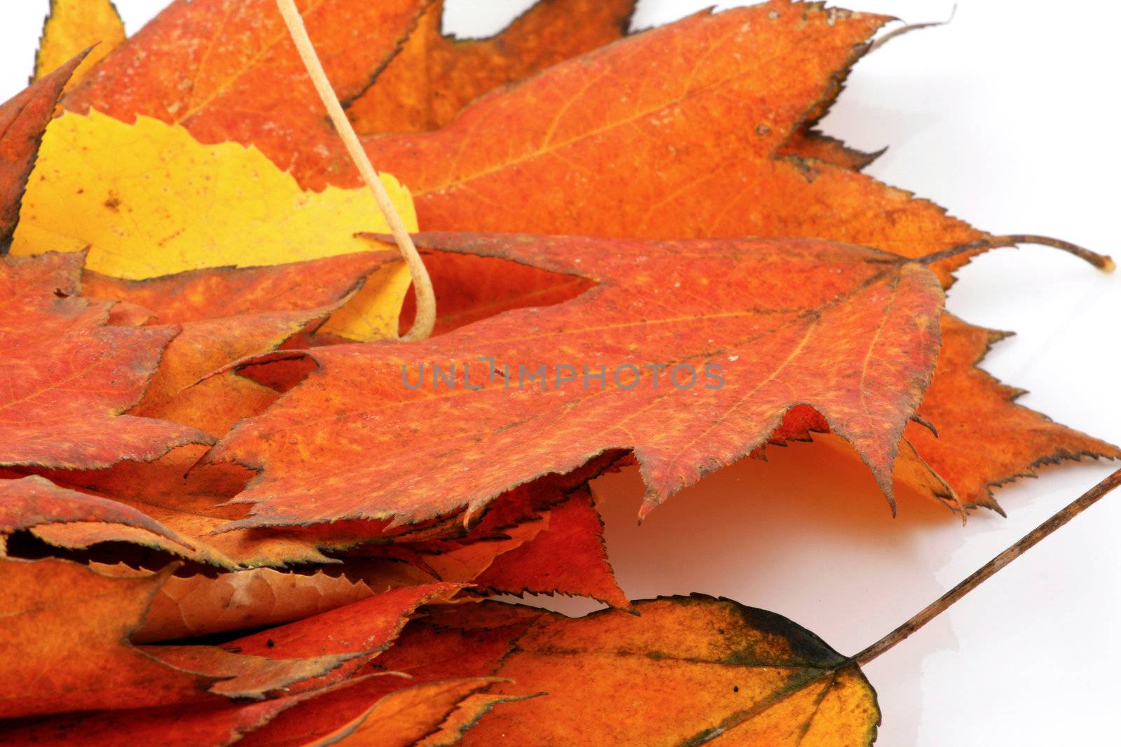 Various autumn leaves