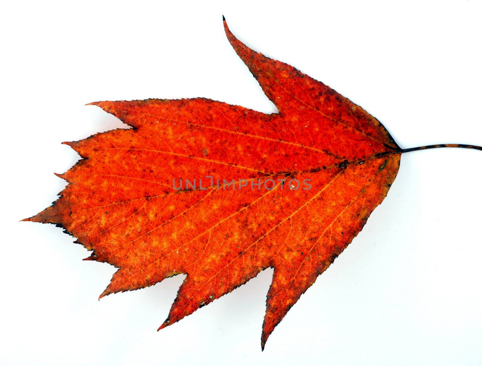 Various autumn leaves