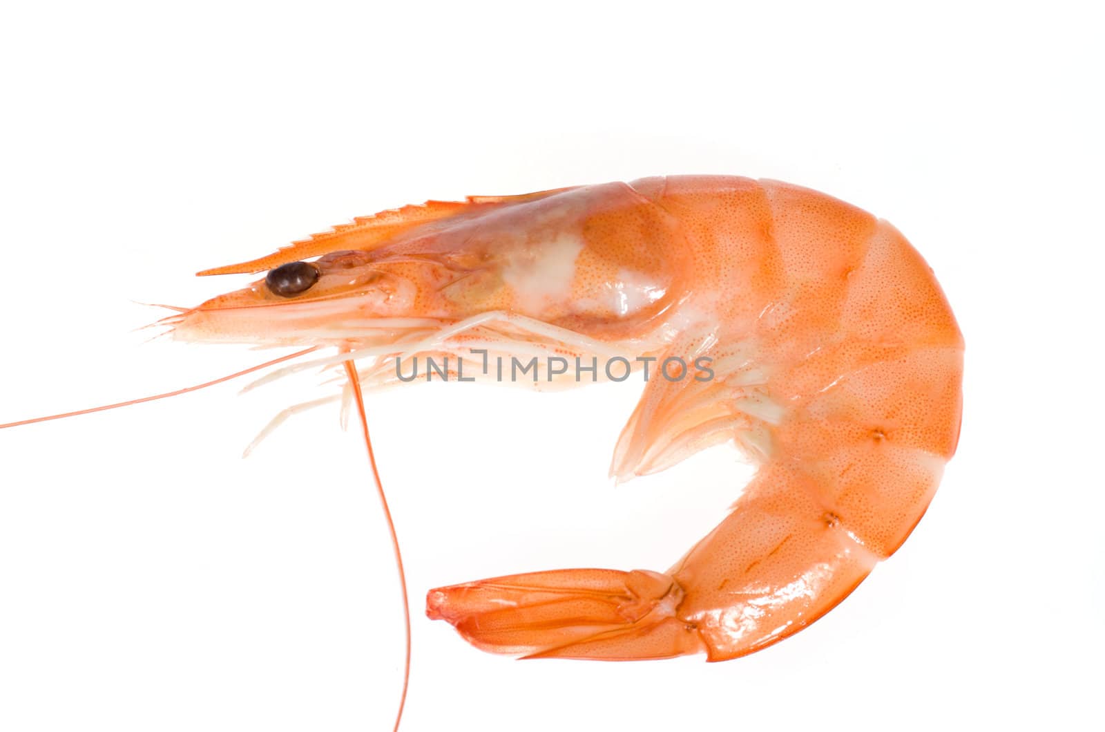 single shrimp, photo on the white background