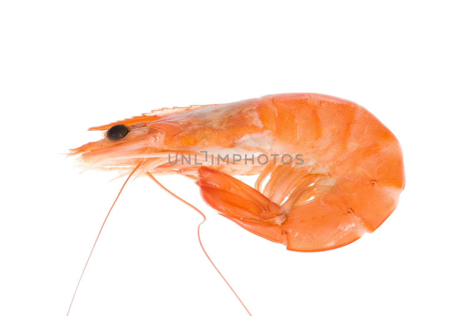 single shrimp, photo on the white background