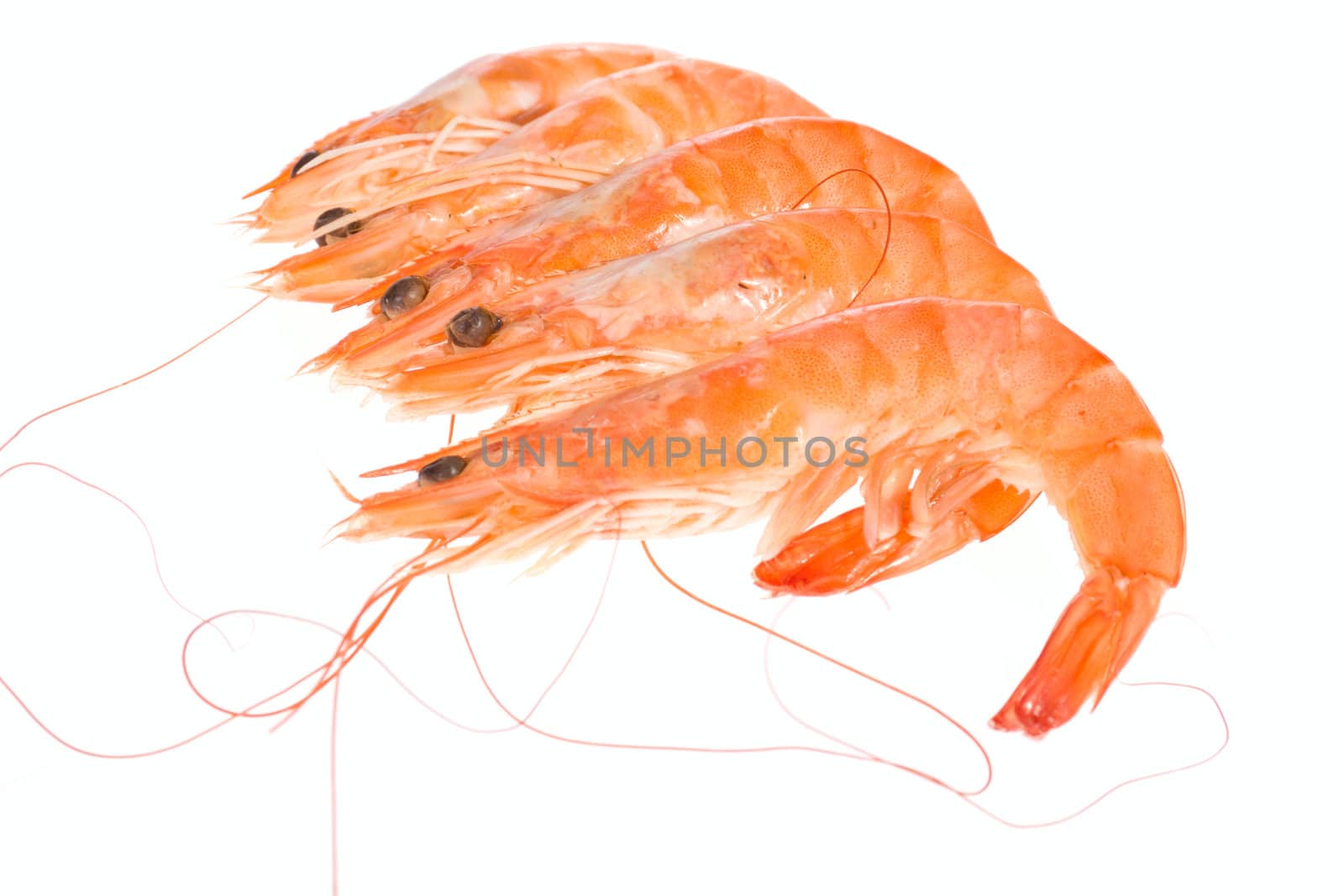 fresh shrimp, photo on the white background 