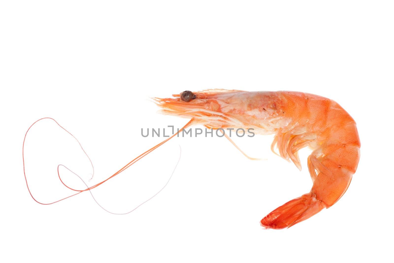 single shrimp, photo on the white background