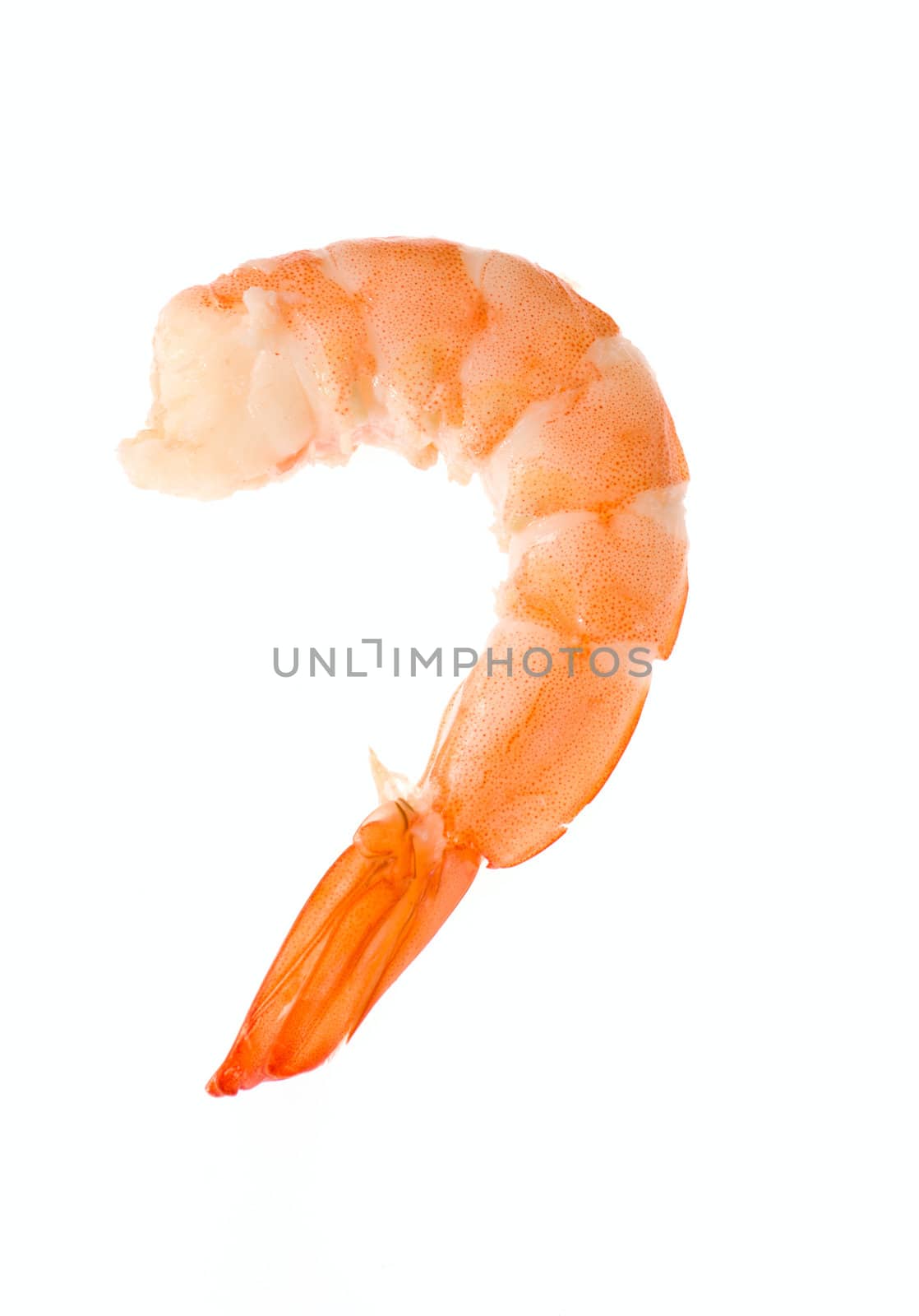 fresh shrimp, photo on the white background 