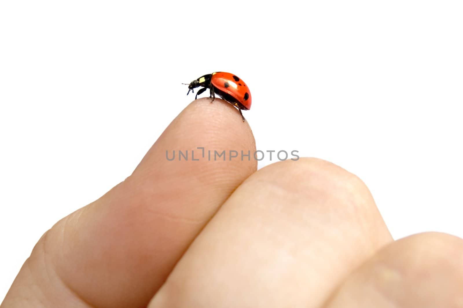 Red in black spotted ladybug on the thumb of a woman's hand on a white background