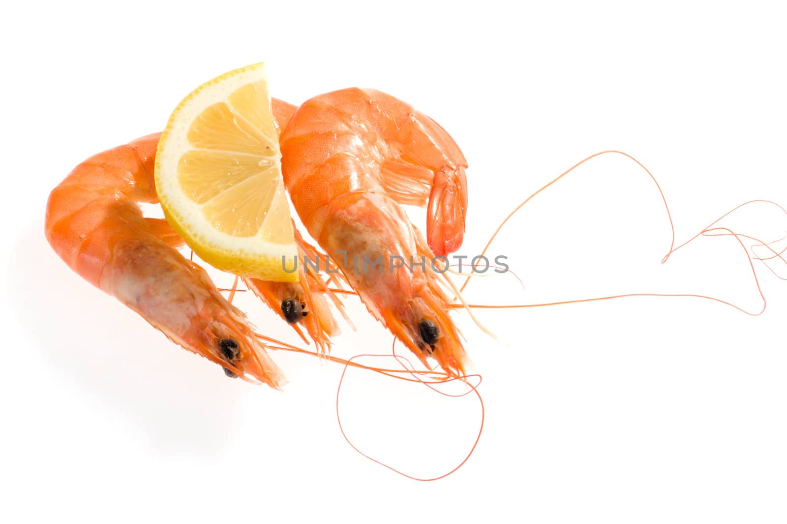 fresh shrimp, photo on the white background