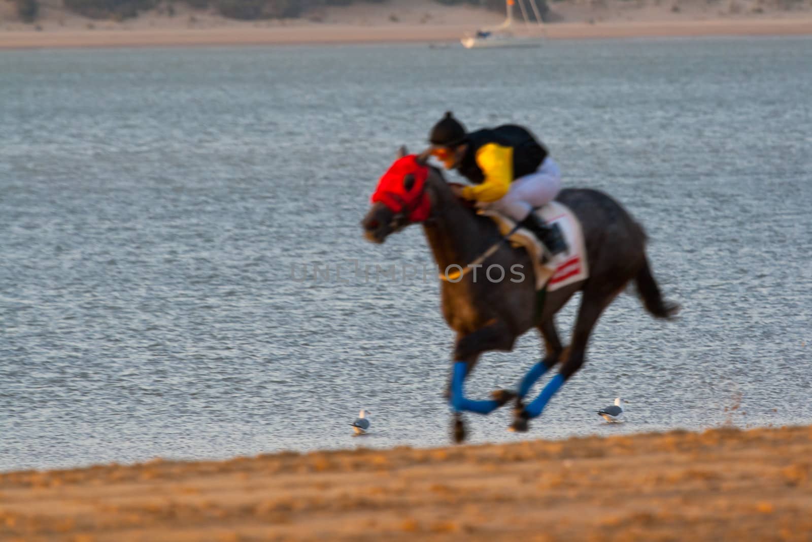 SANLUCAR DE BARRAMEDA, CADIZ, SPAIN - AUGUST 07: Unidentified rider race horses on Sanlucar de Barrameda beach on August 28, 2008 in Sanlucar de Barrameda, Cadiz, Spain.