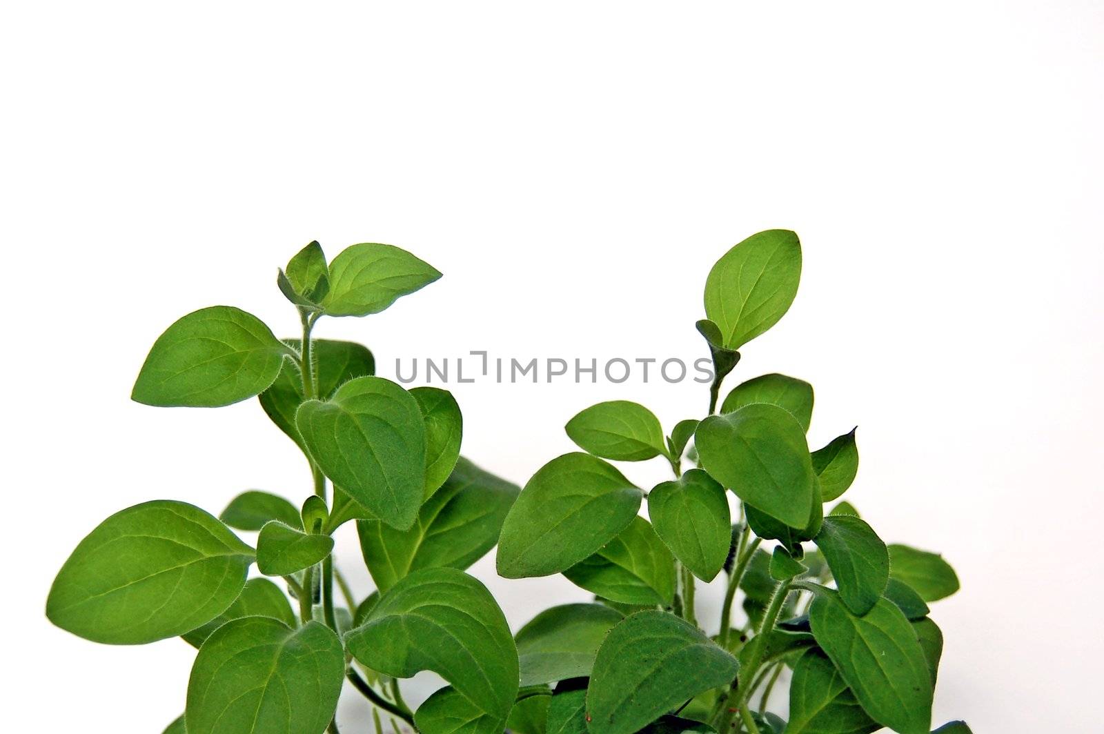 Green leaves petunias on a white background
