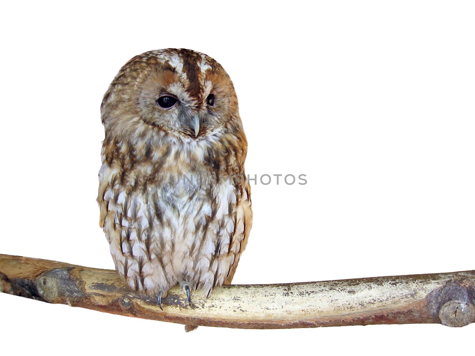 Isolated owl bird on a white background