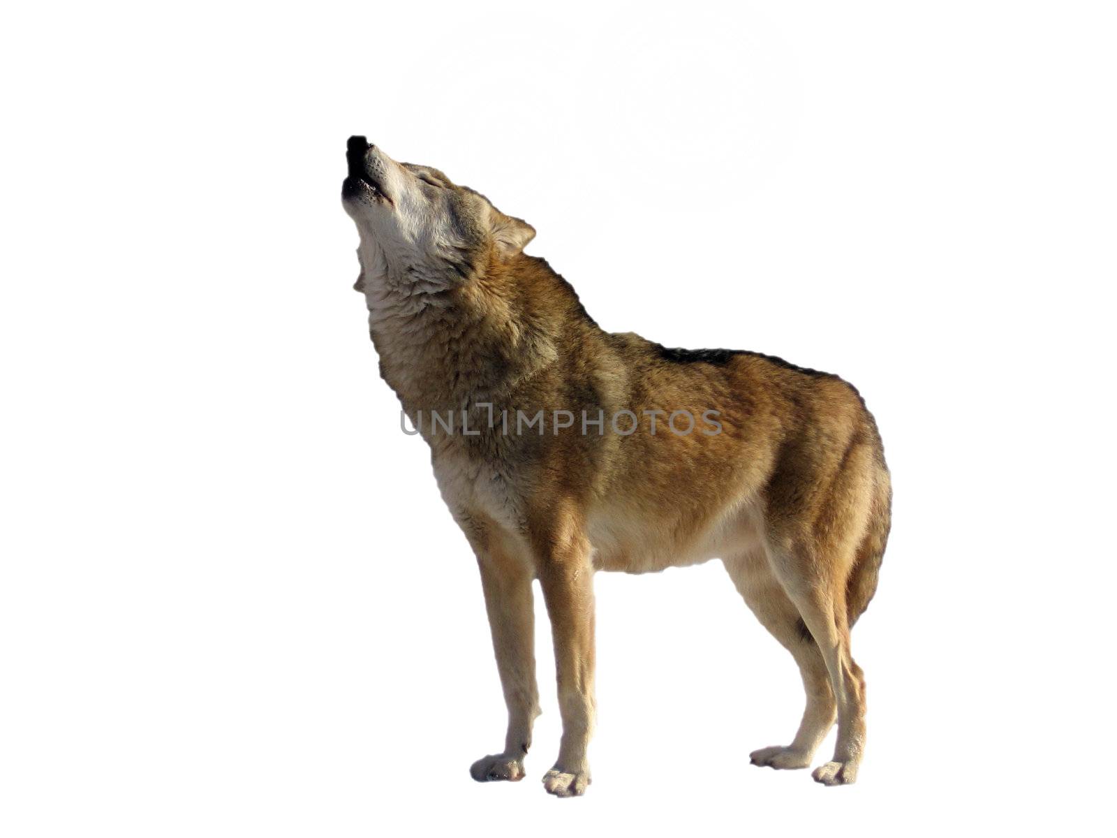 Isolated singing wolf on a white background