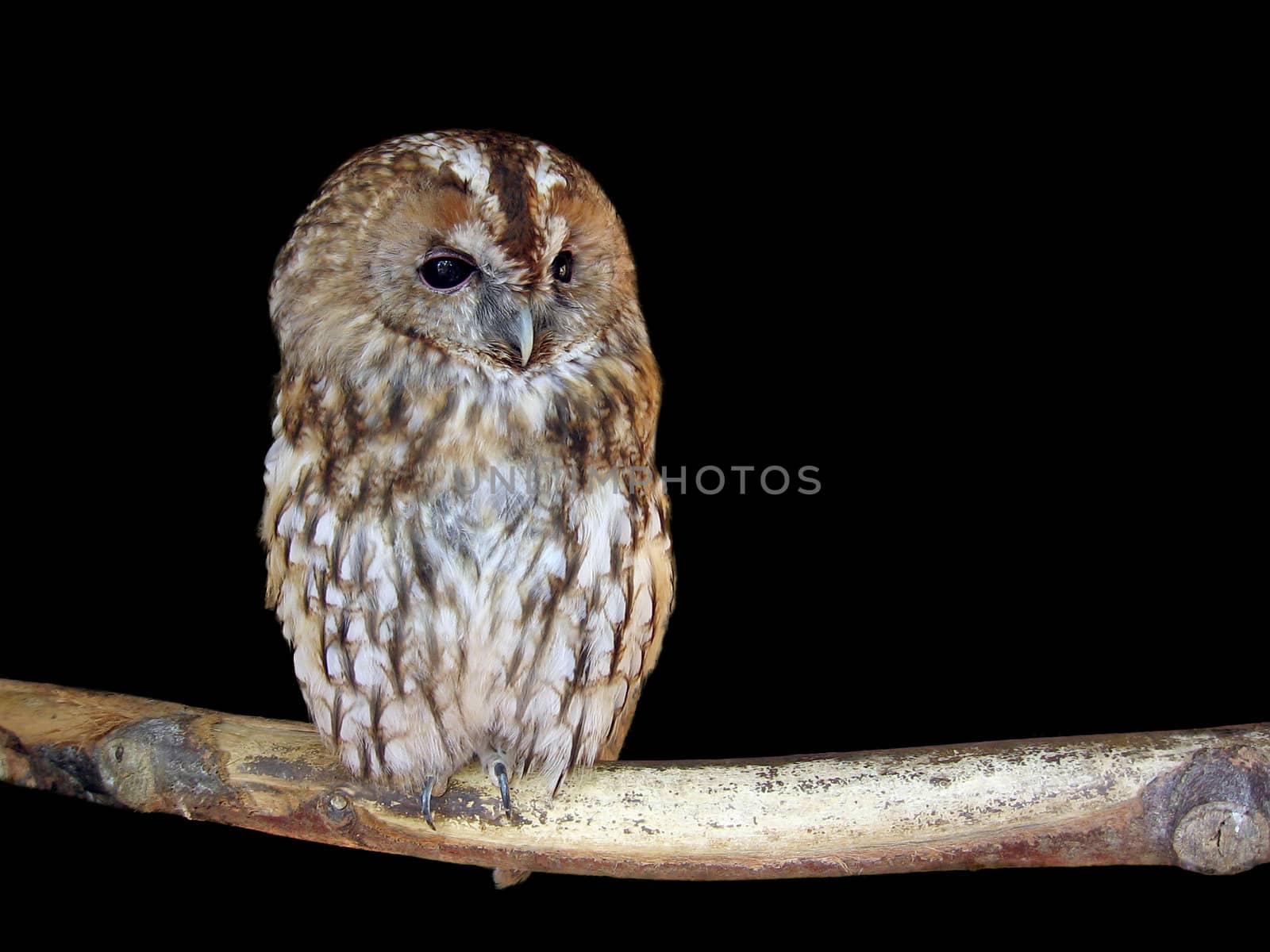 Isolated owl on a deep black background
