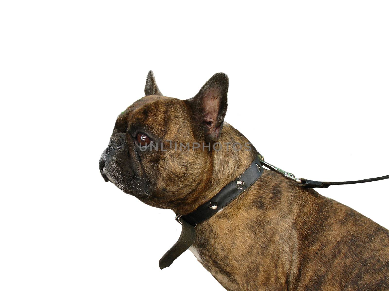 Isolated French bulldog on a white background