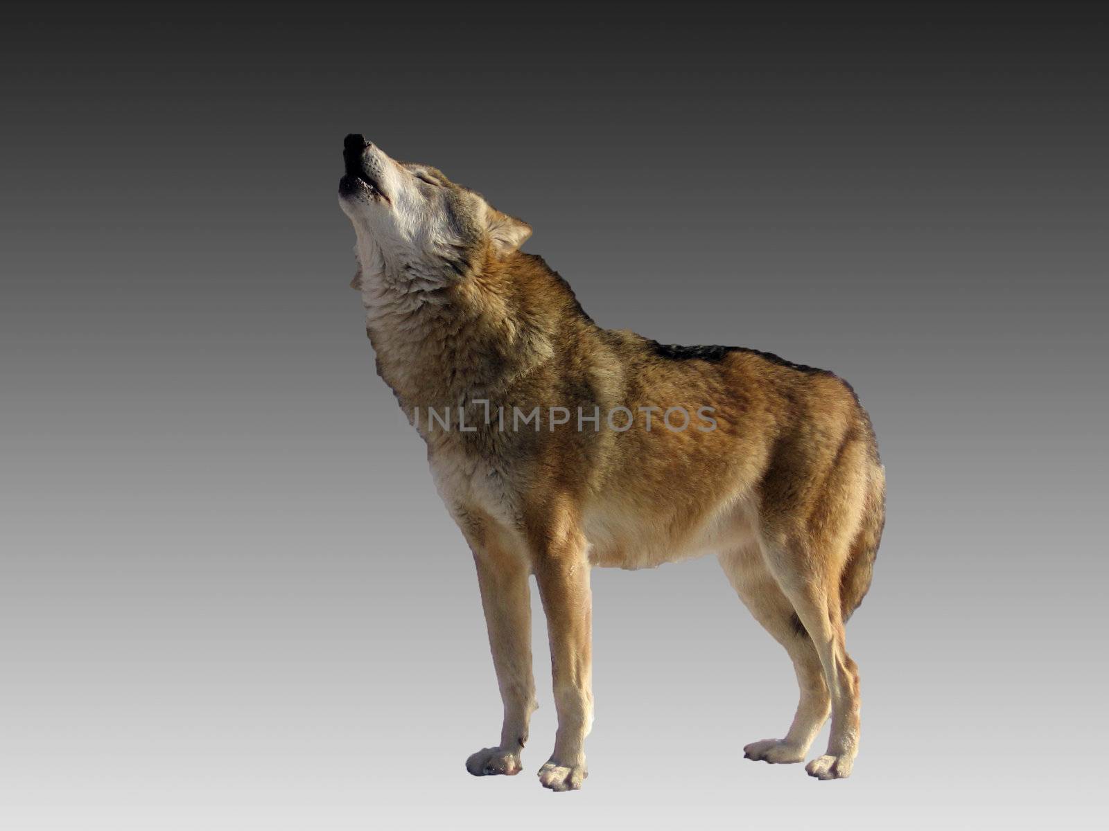 Isolated singing wolf on a gray gradient background