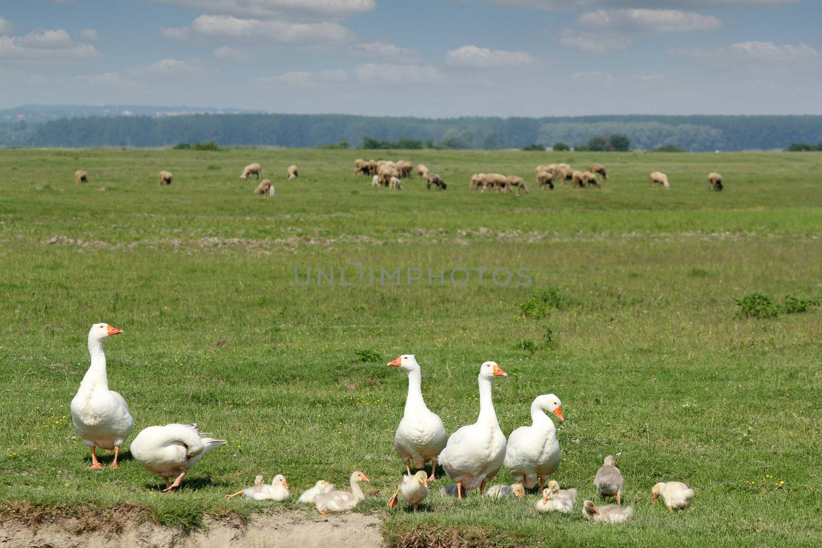 geese in the meadow