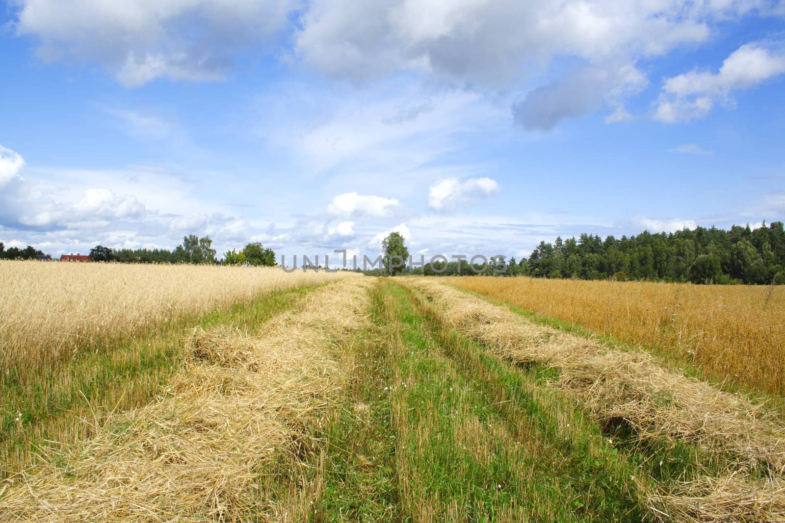 harvests, field of the mowed cereal