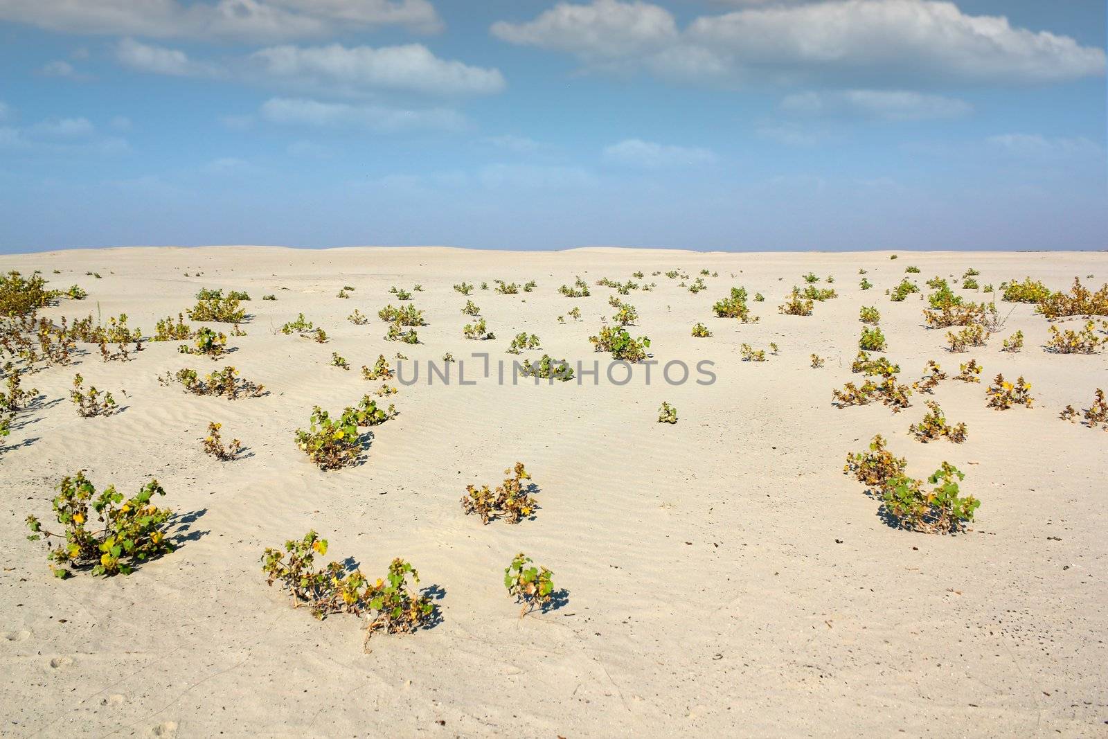 sand desert by goce